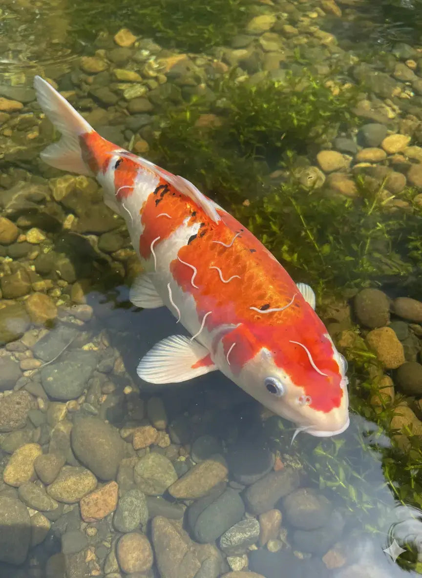Vers à ancre chez les carpes koï : symptômes, cycle et traitement Koi Brothers