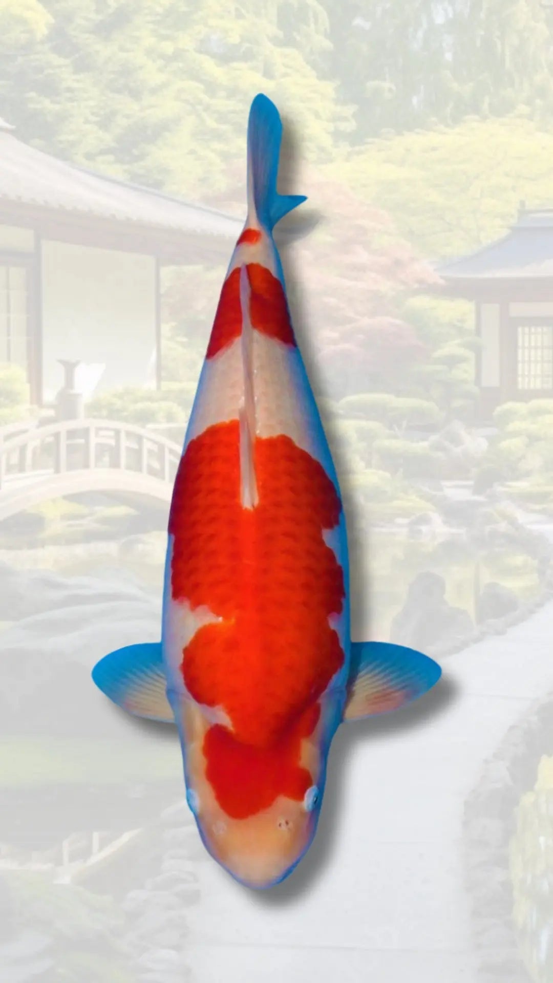 Carpes-koi-d-exception Koi Brothers