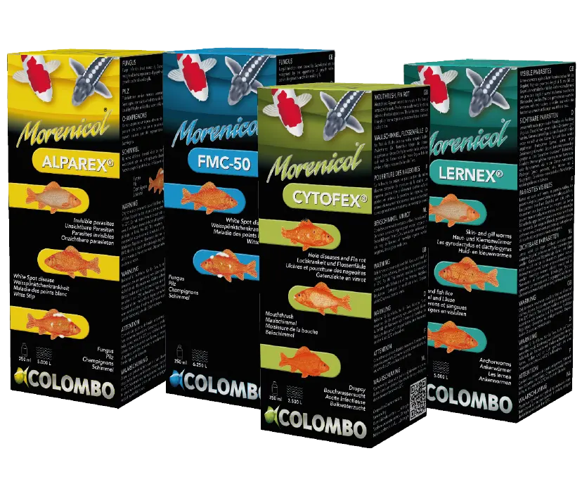 Soin-carpes-koi Koi Brothers