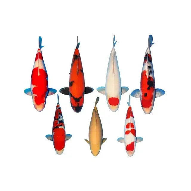 Carpes-Koi-Japonaises Koi Brothers