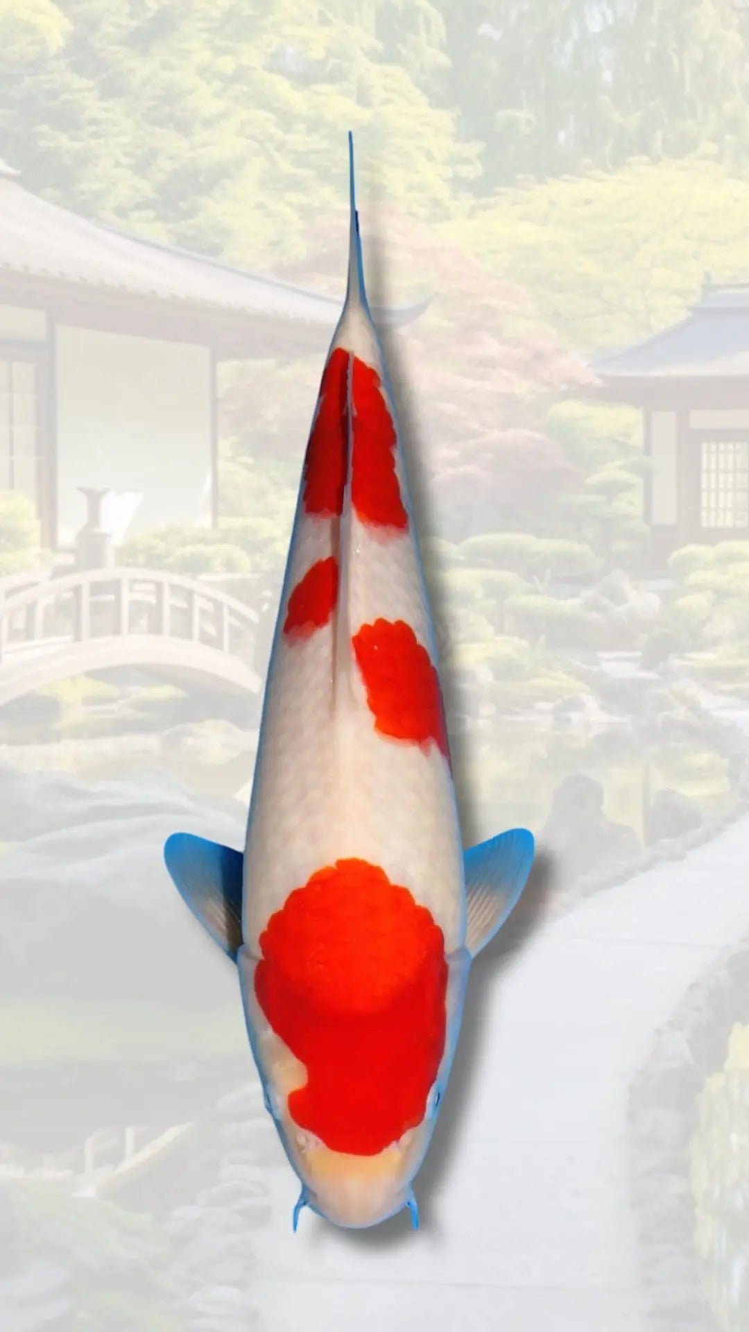 Carpes-koi-Tosai-1-an Koi Brothers