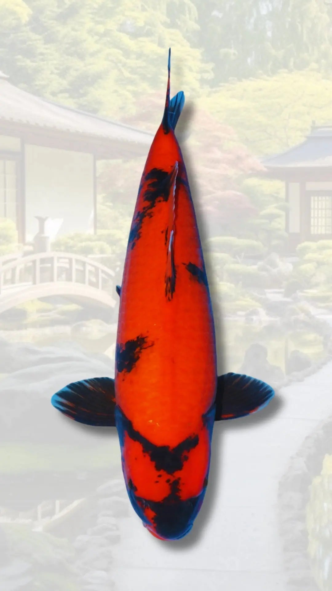 Carpes-koi-Nisai-2-ans Koi Brothers