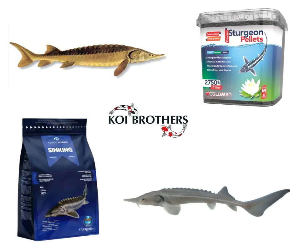 Nourritures-Esturgeons Koi Brothers