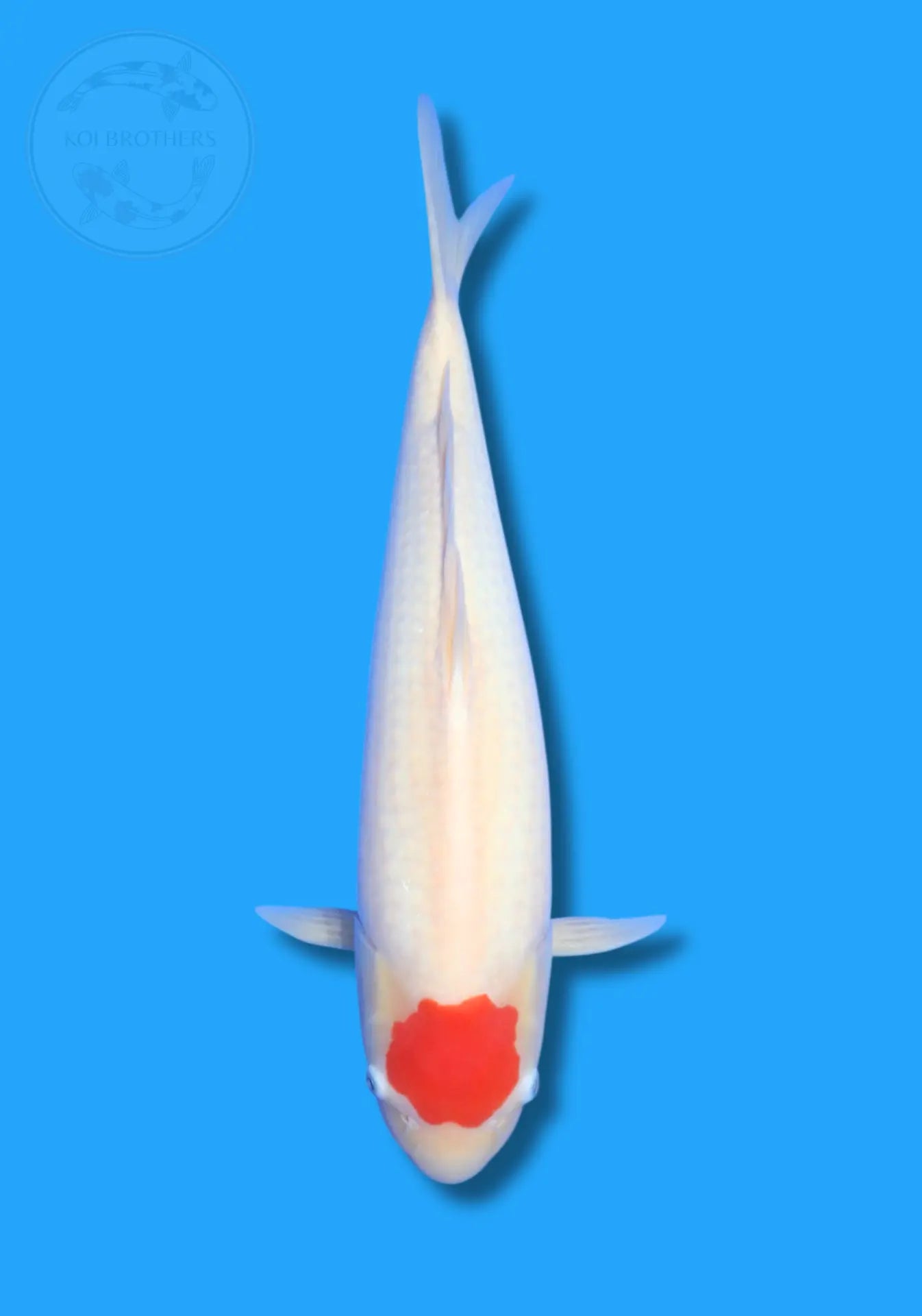 Tancho Kohaku Koi Brothers