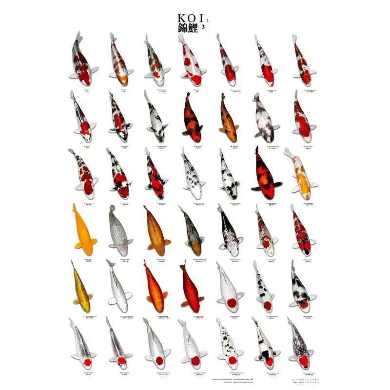 Poster Koi Numéro 3 Plastifié 60 x 98 cm KOI PRO