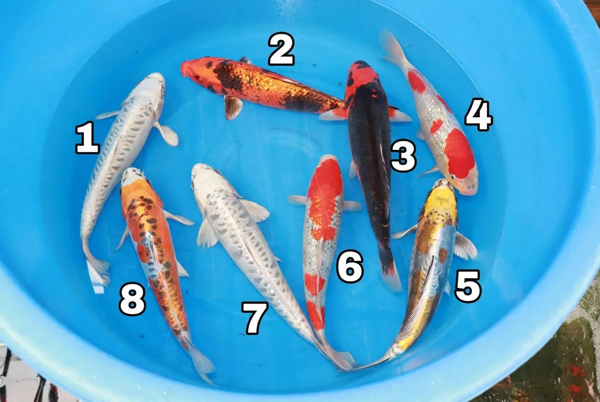 Nisai Mix Ozumi Ikarashi Koi Brothers