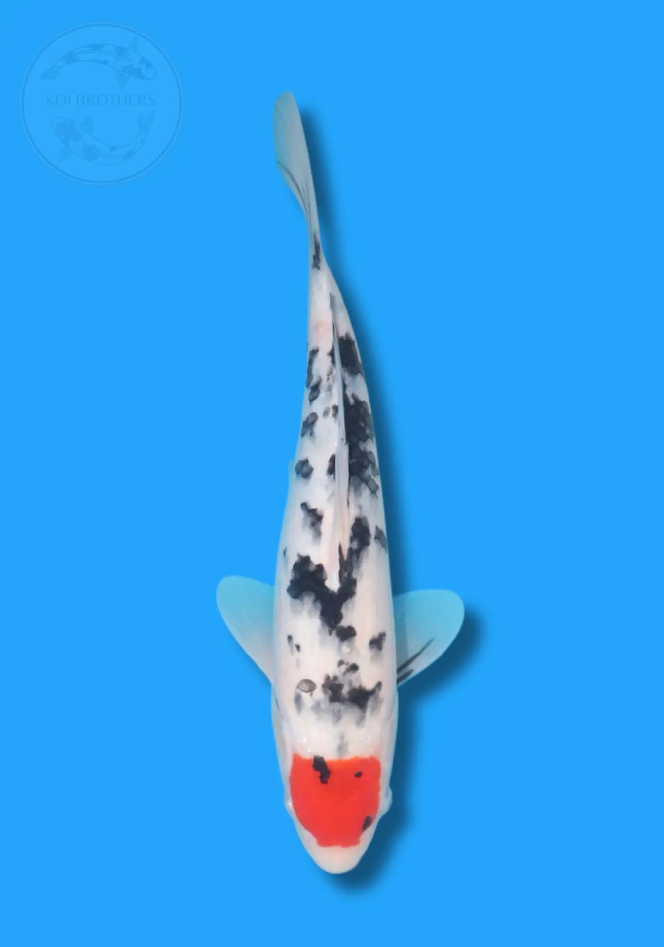 Tancho Sanke Koi Brothers