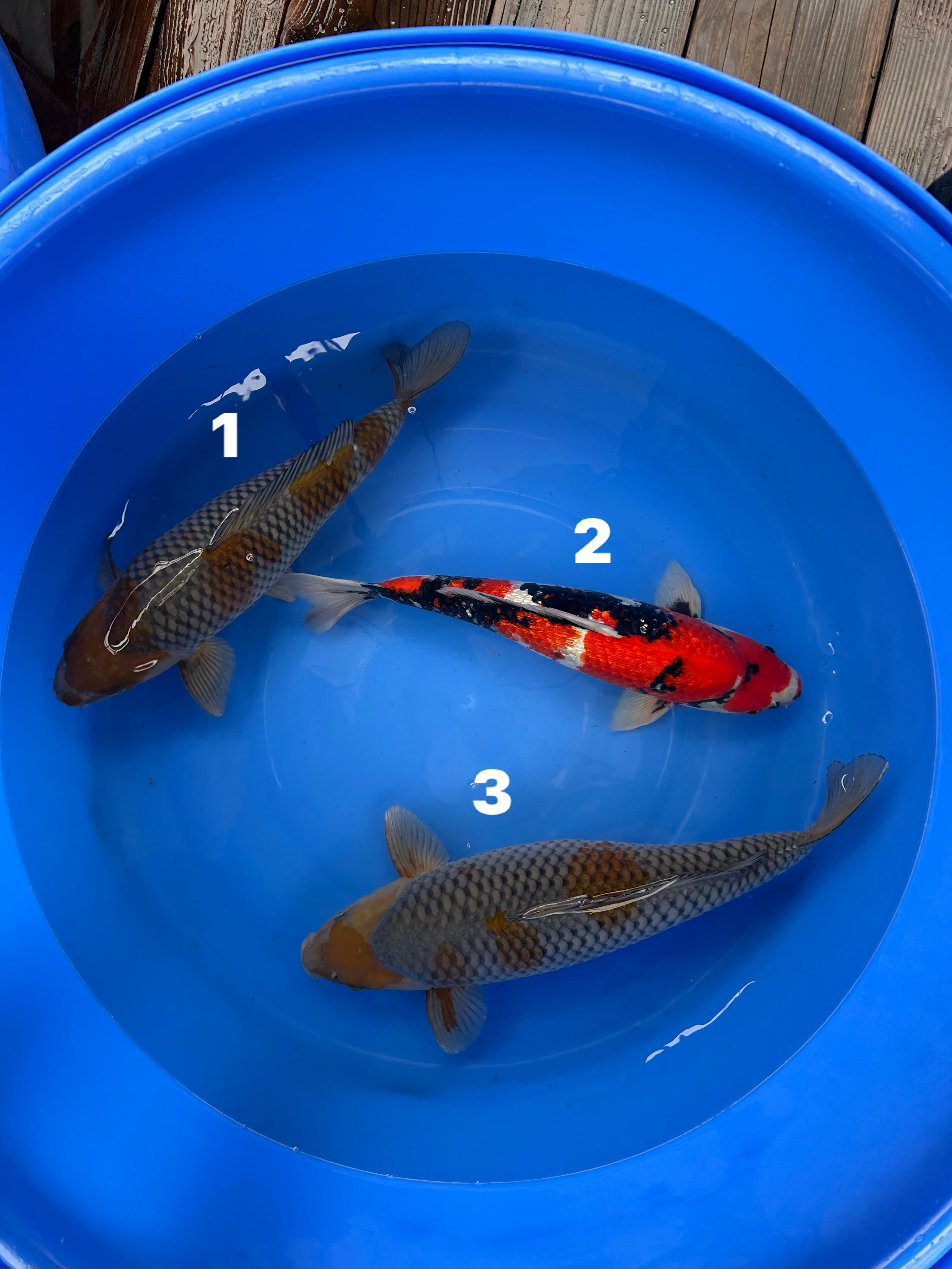 NISAI OCHIBA - SHOWA