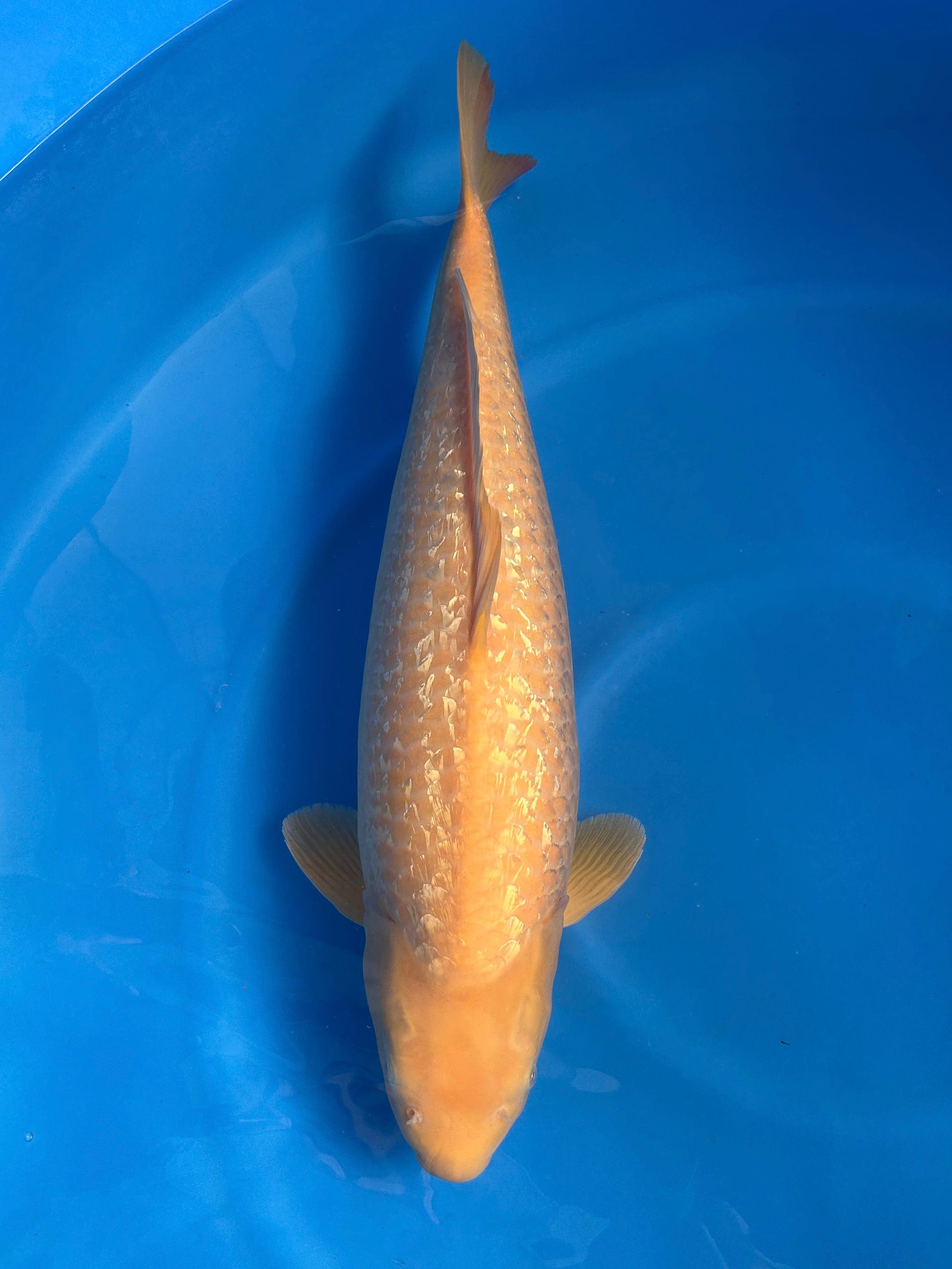 SANSAI GINRIN KARASHIGOI