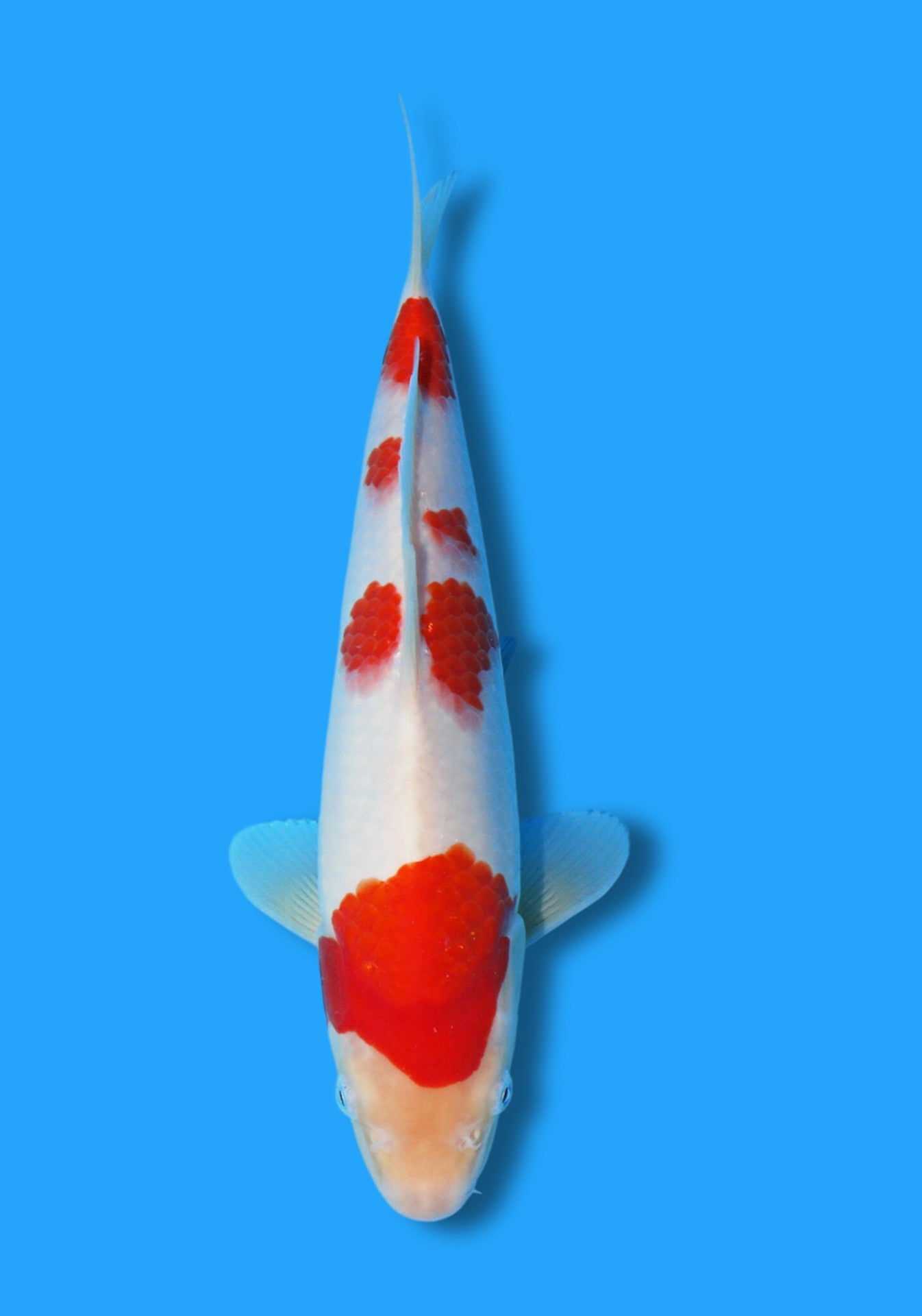 Kohaku