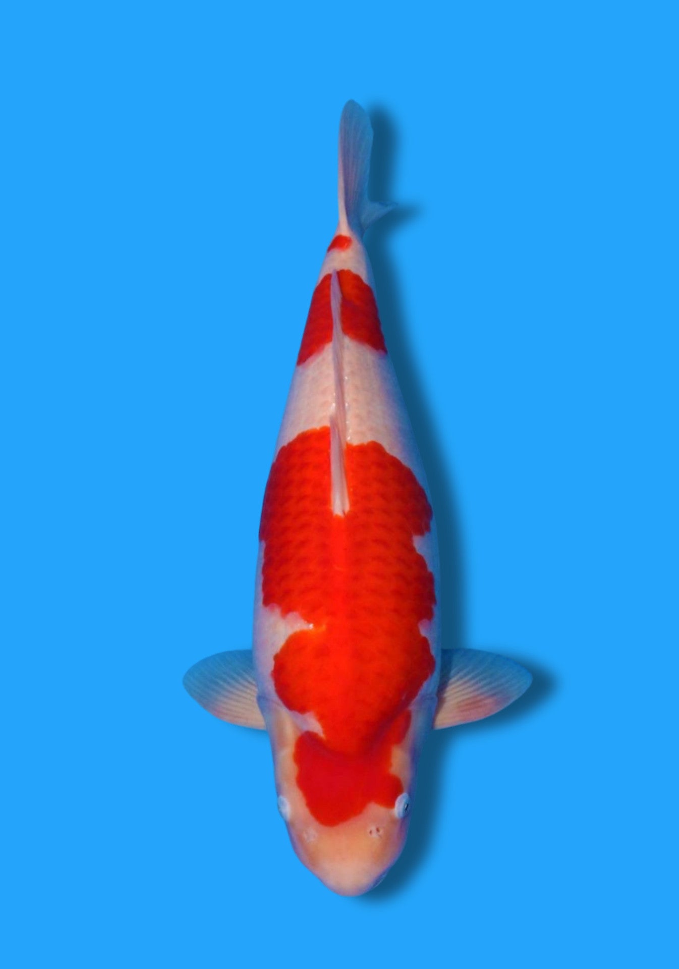 Kohaku
