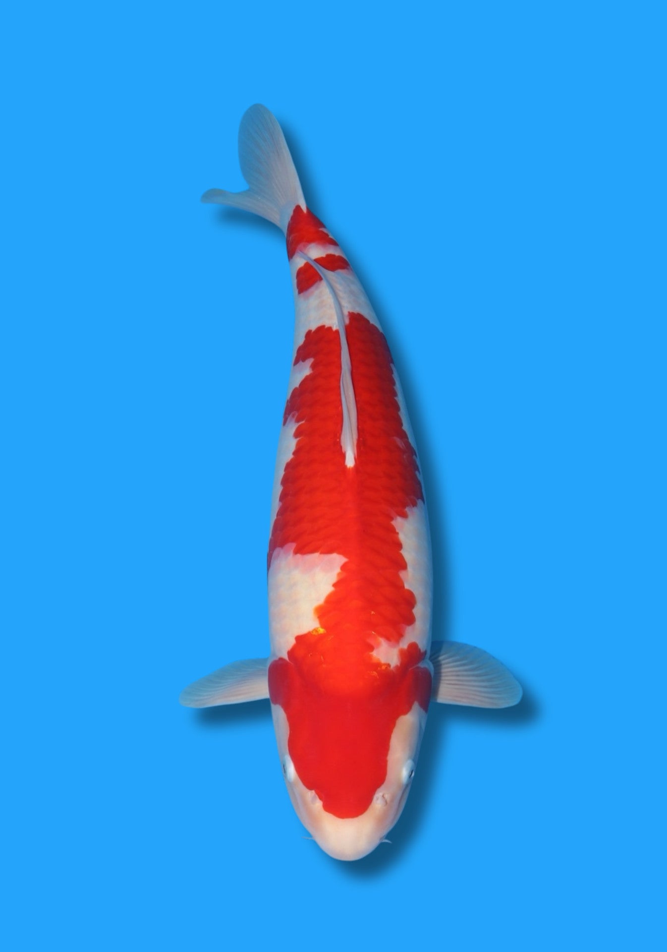 Kohaku