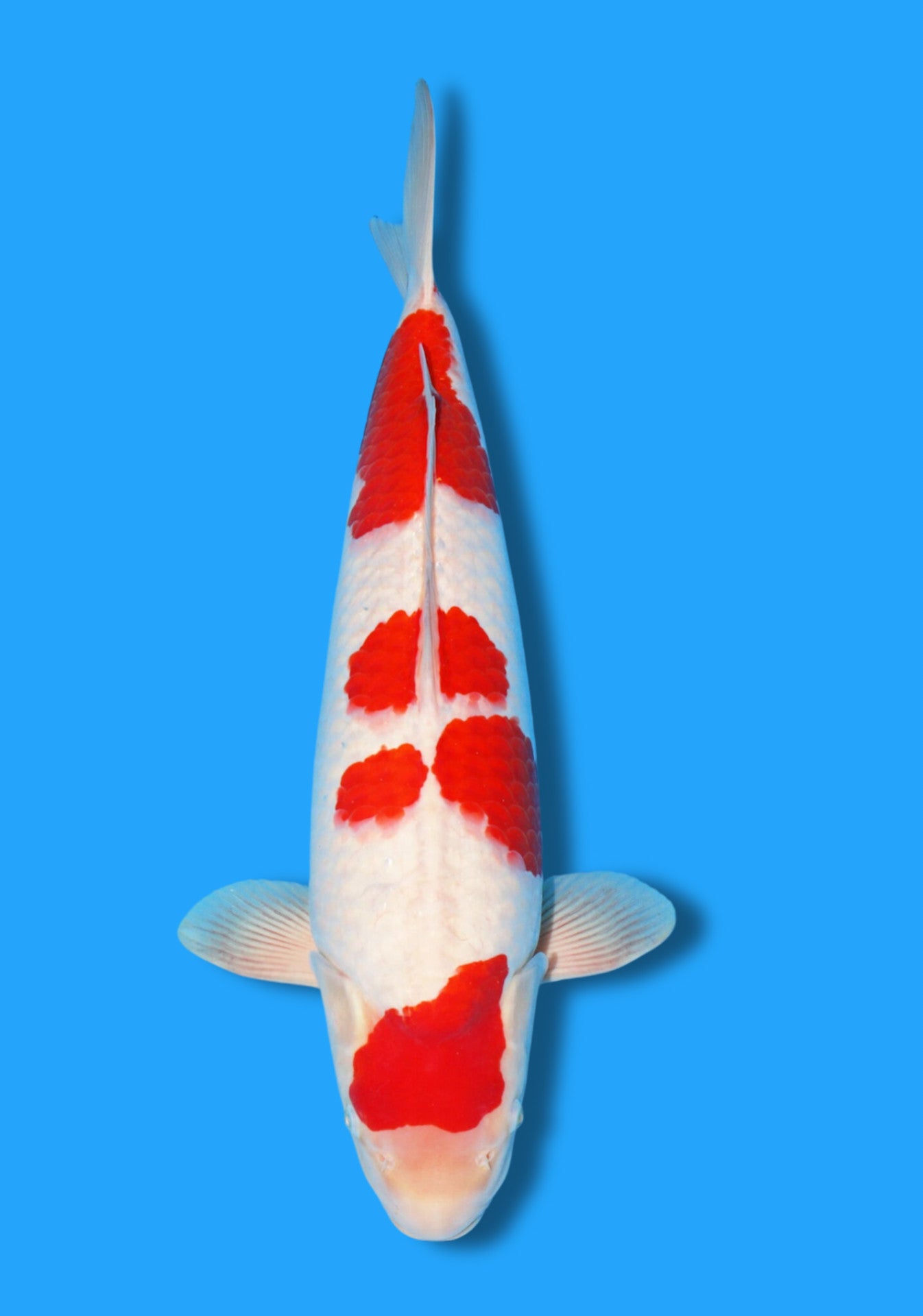 Kohaku
