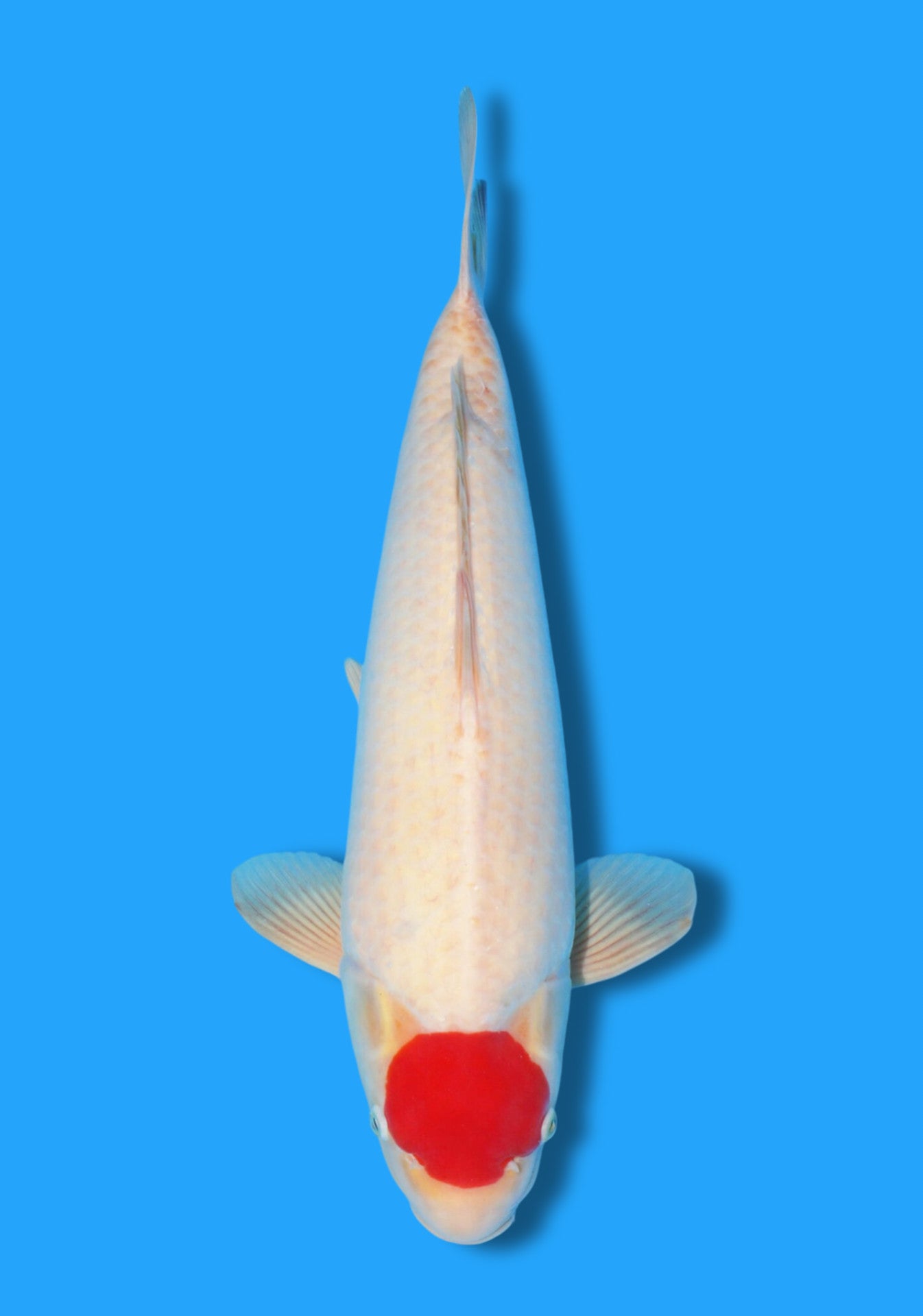 Tancho Kohaku