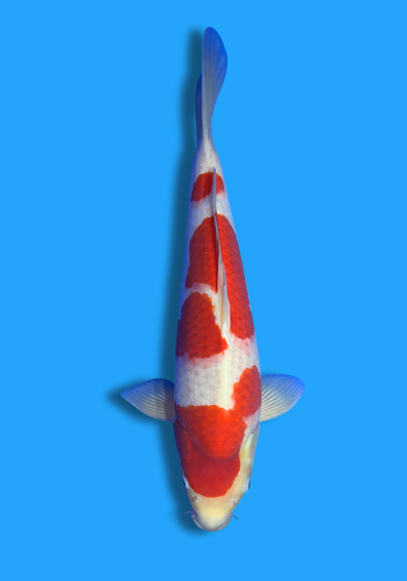 Kohaku