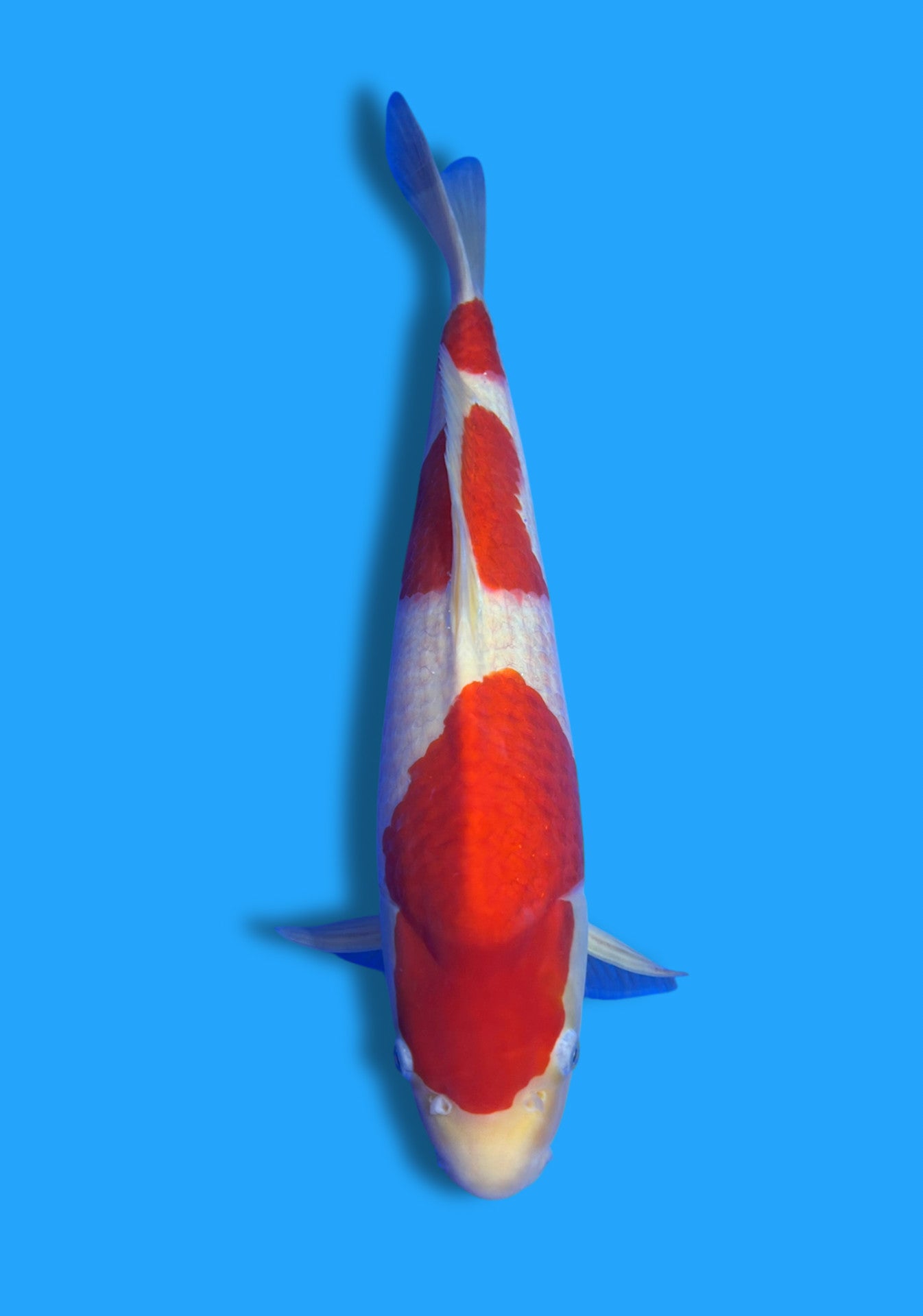 Kohaku