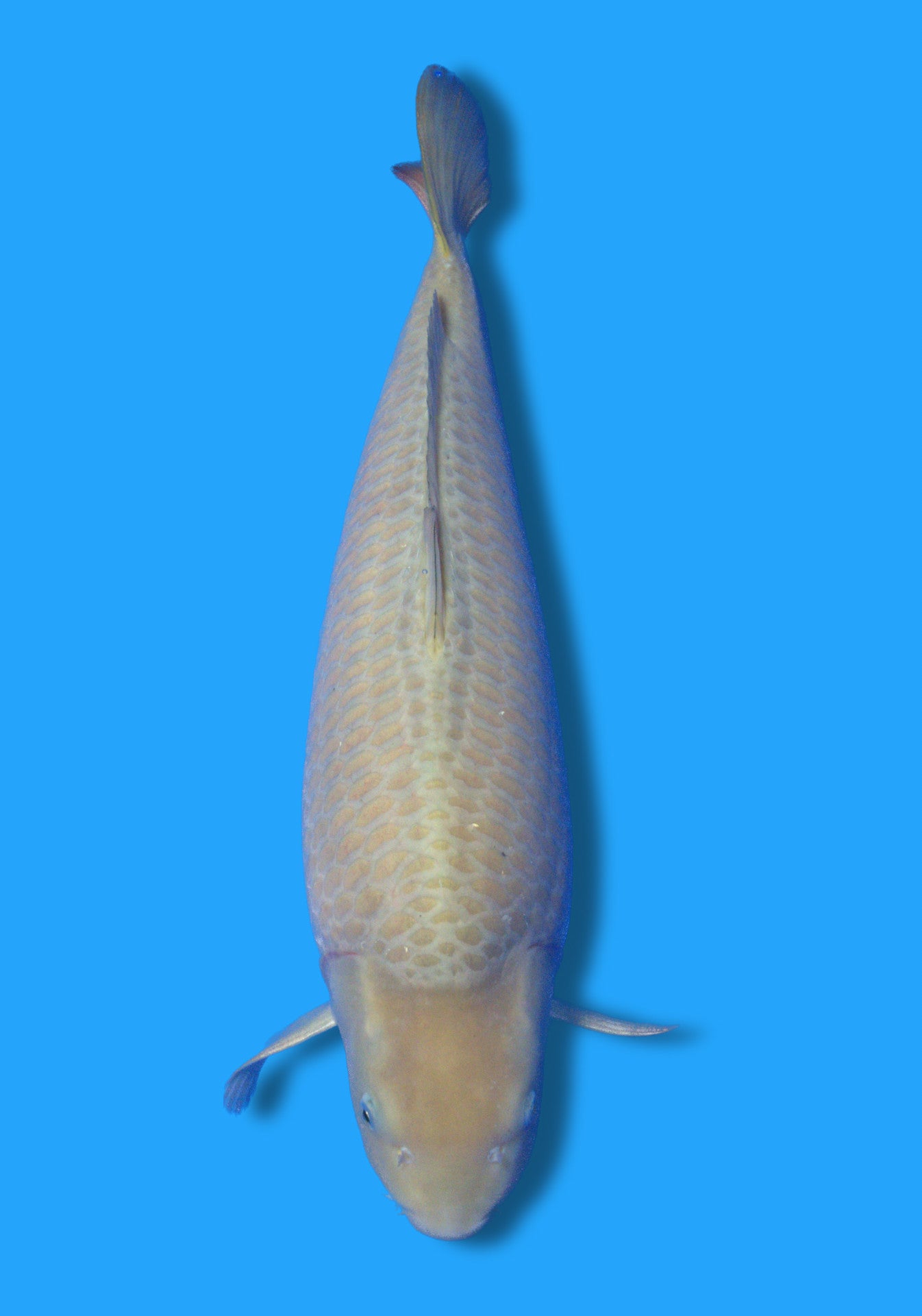 Chagoi