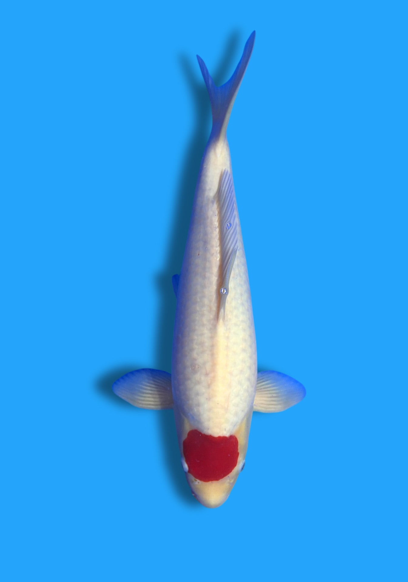 Tancho Kohaku