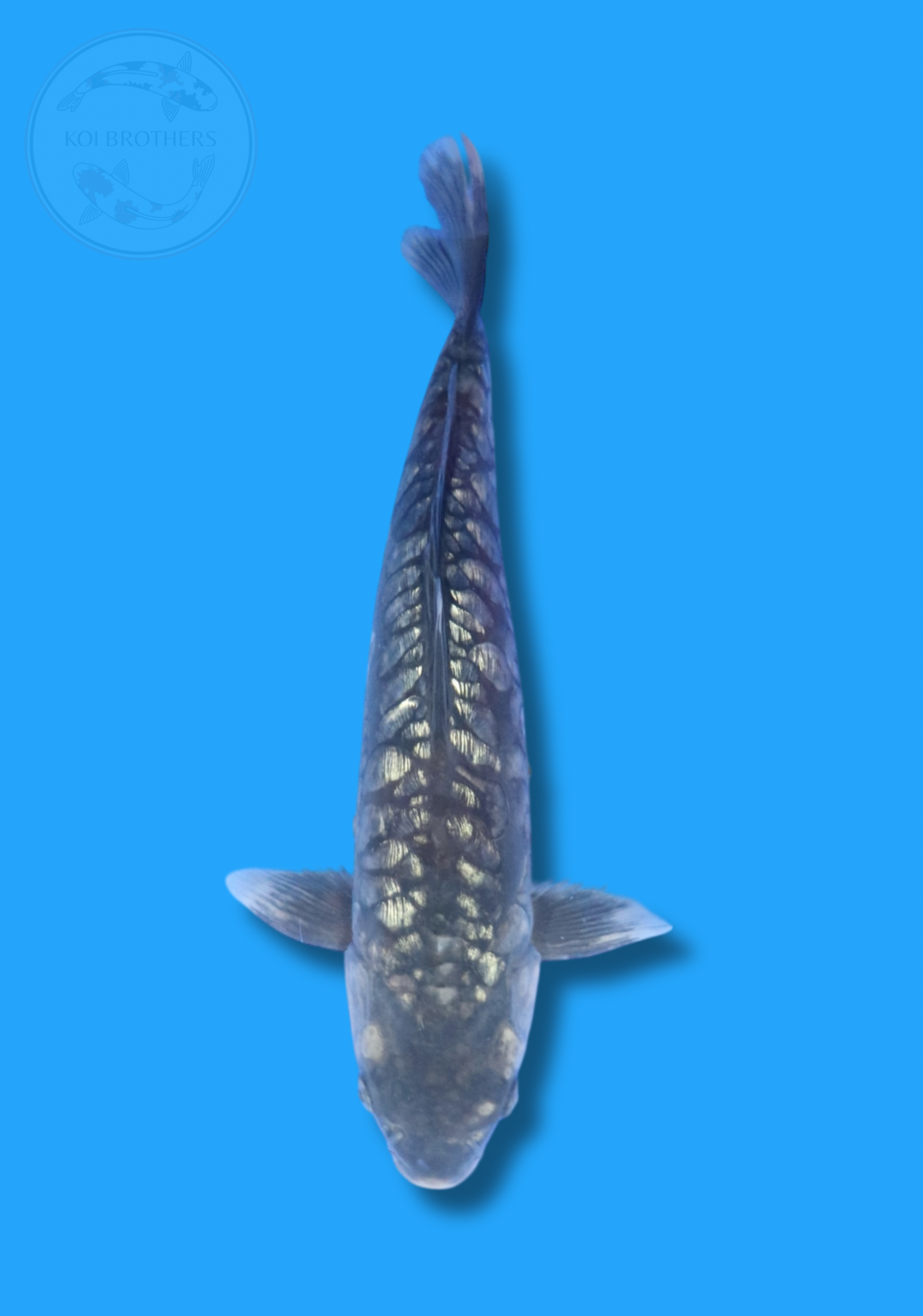 Ginrin Doitsu Aragoke