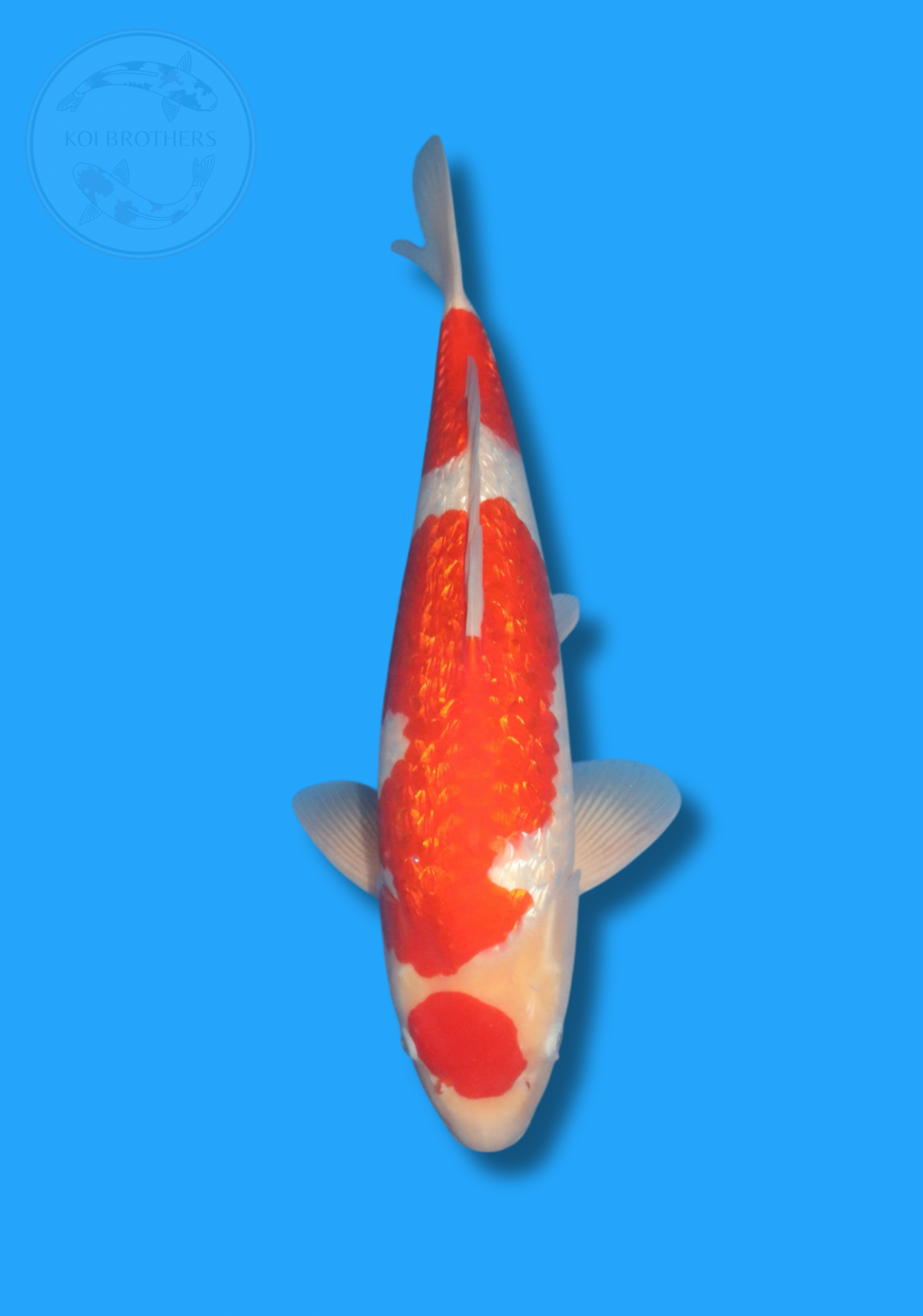 Ginrin Maruten Kohaku