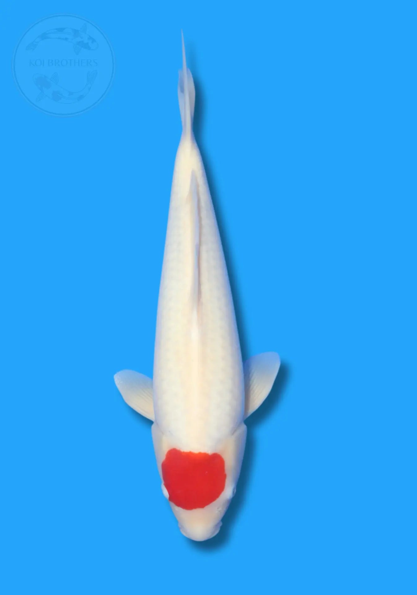 Tancho Kohaku Koi Brothers