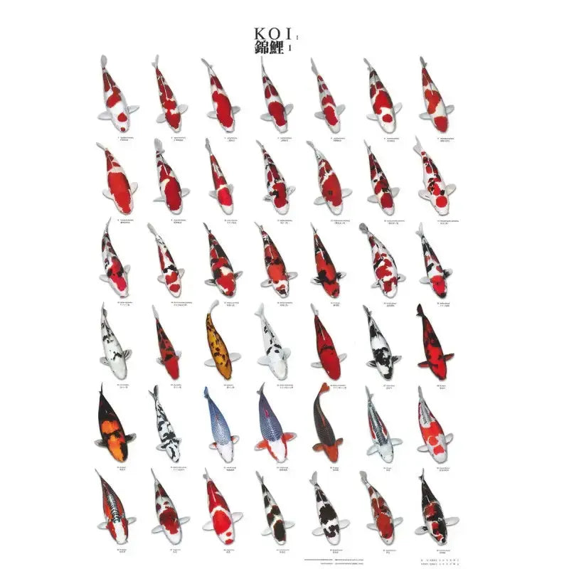 Poster Koi Numéro 1 Plastifié 60 x 98 cm KOI PRO