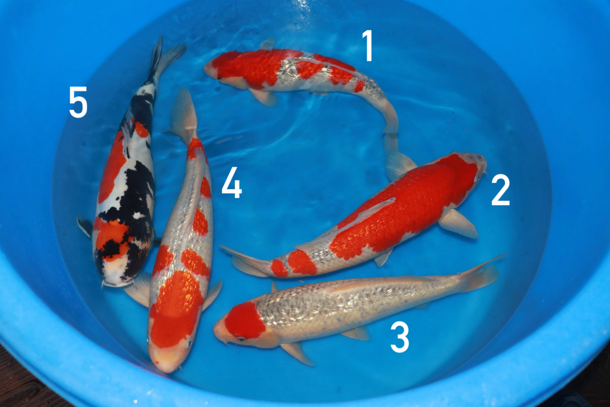 NISAI MIX HIROI 1