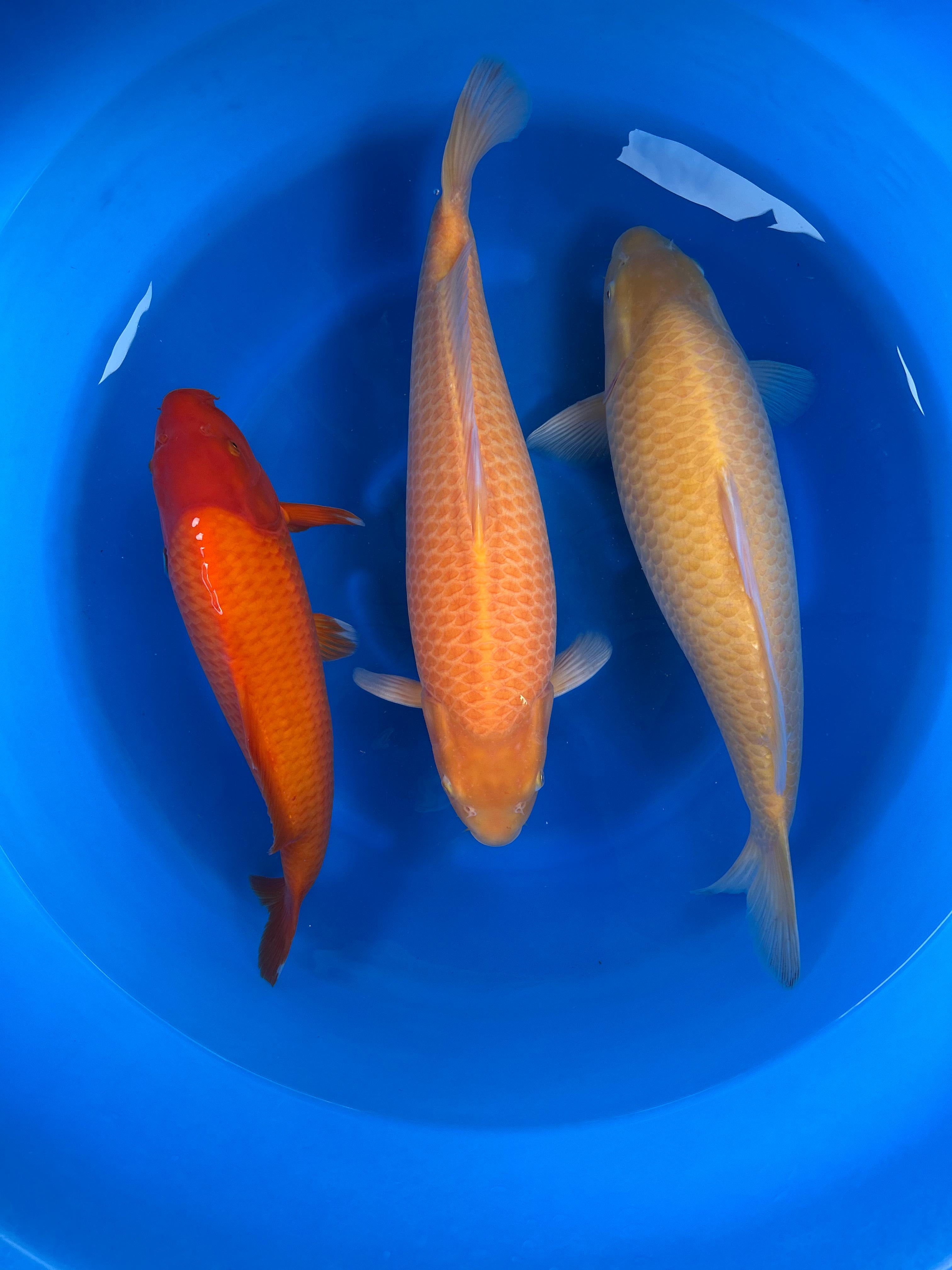 NISAI KARASHIGOI - BENIGOI