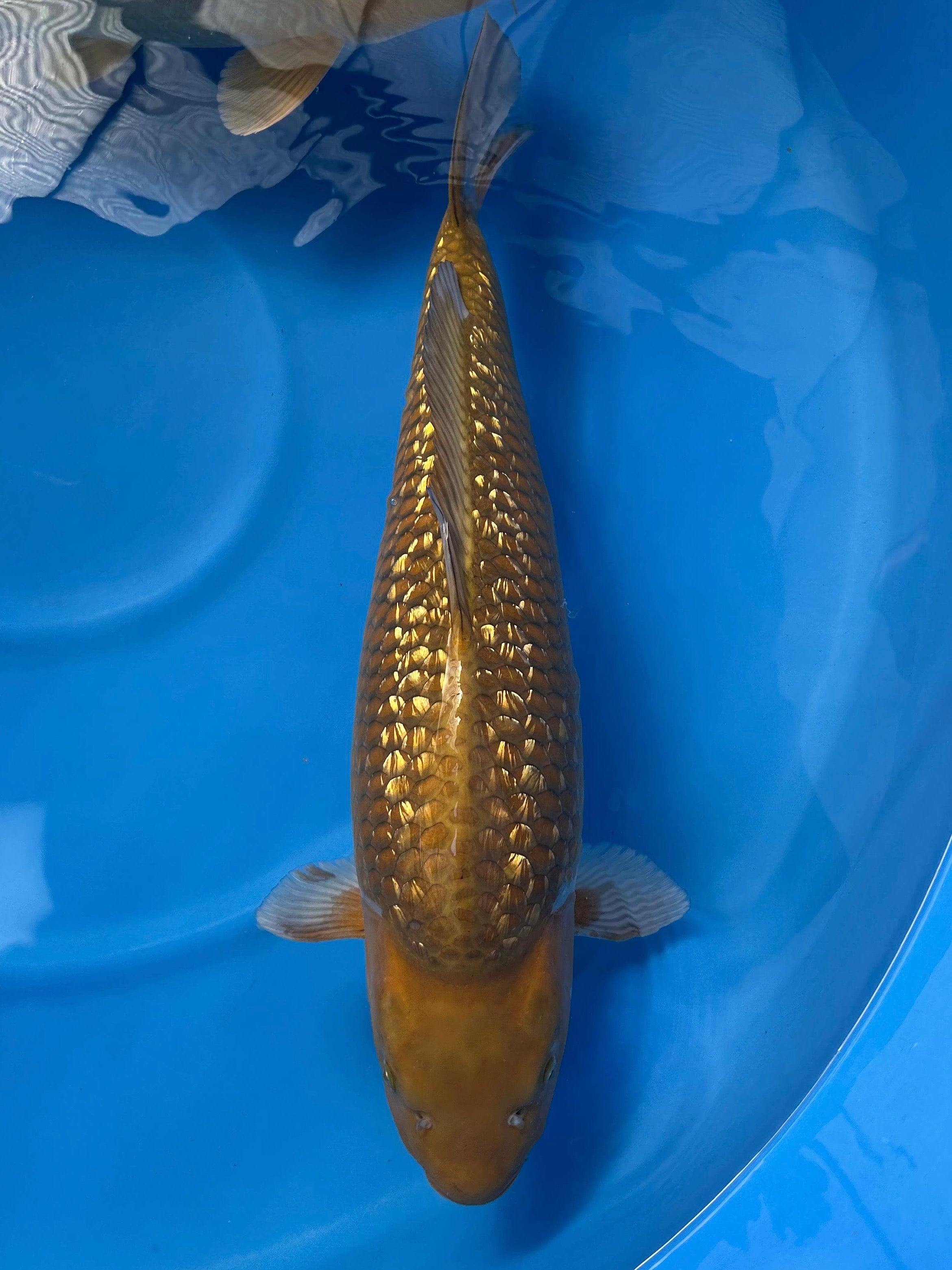 SANSAI GINRIN CHAGOI