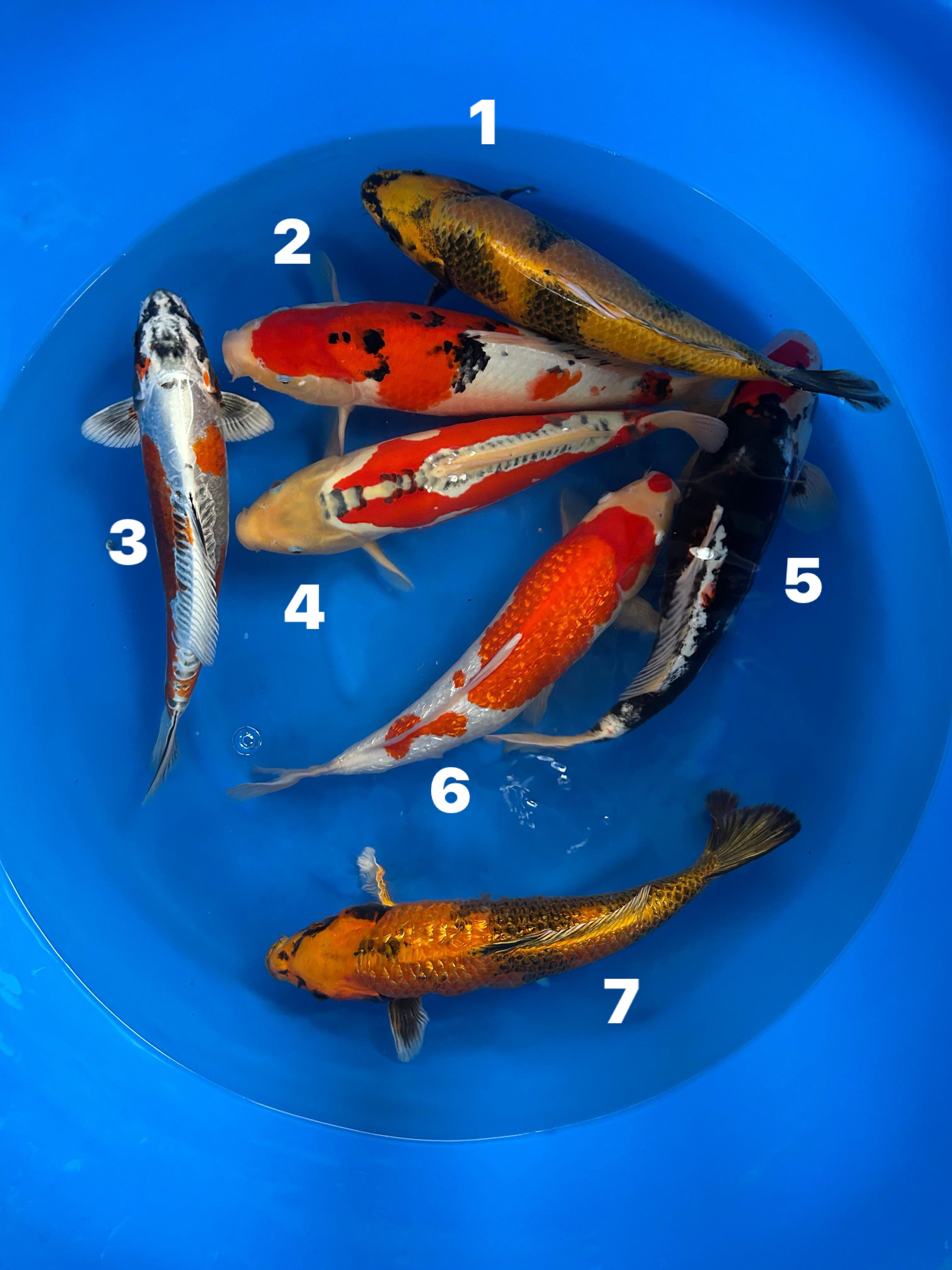 NISAI MIX
