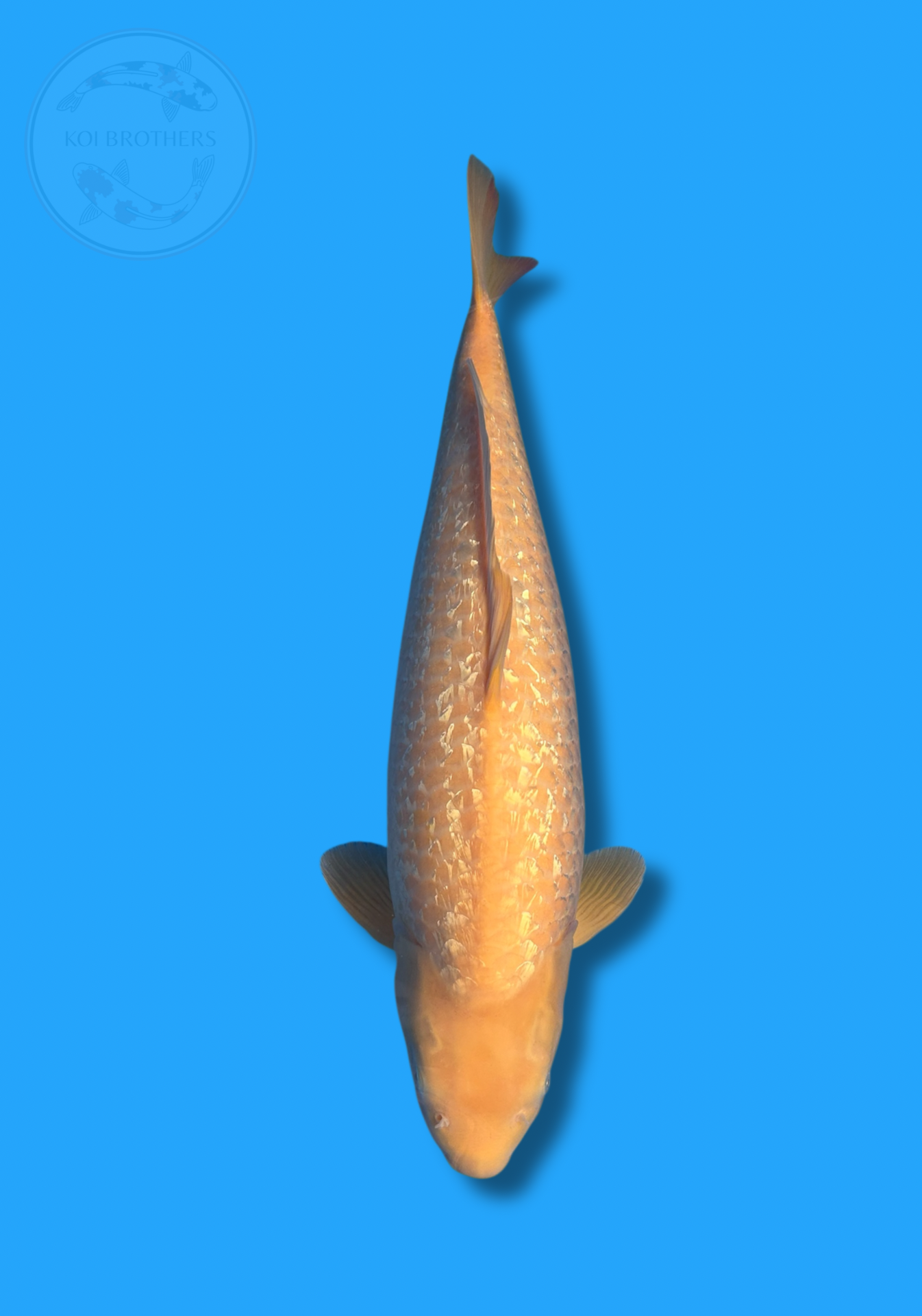 SANSAI GINRIN KARASHIGOI