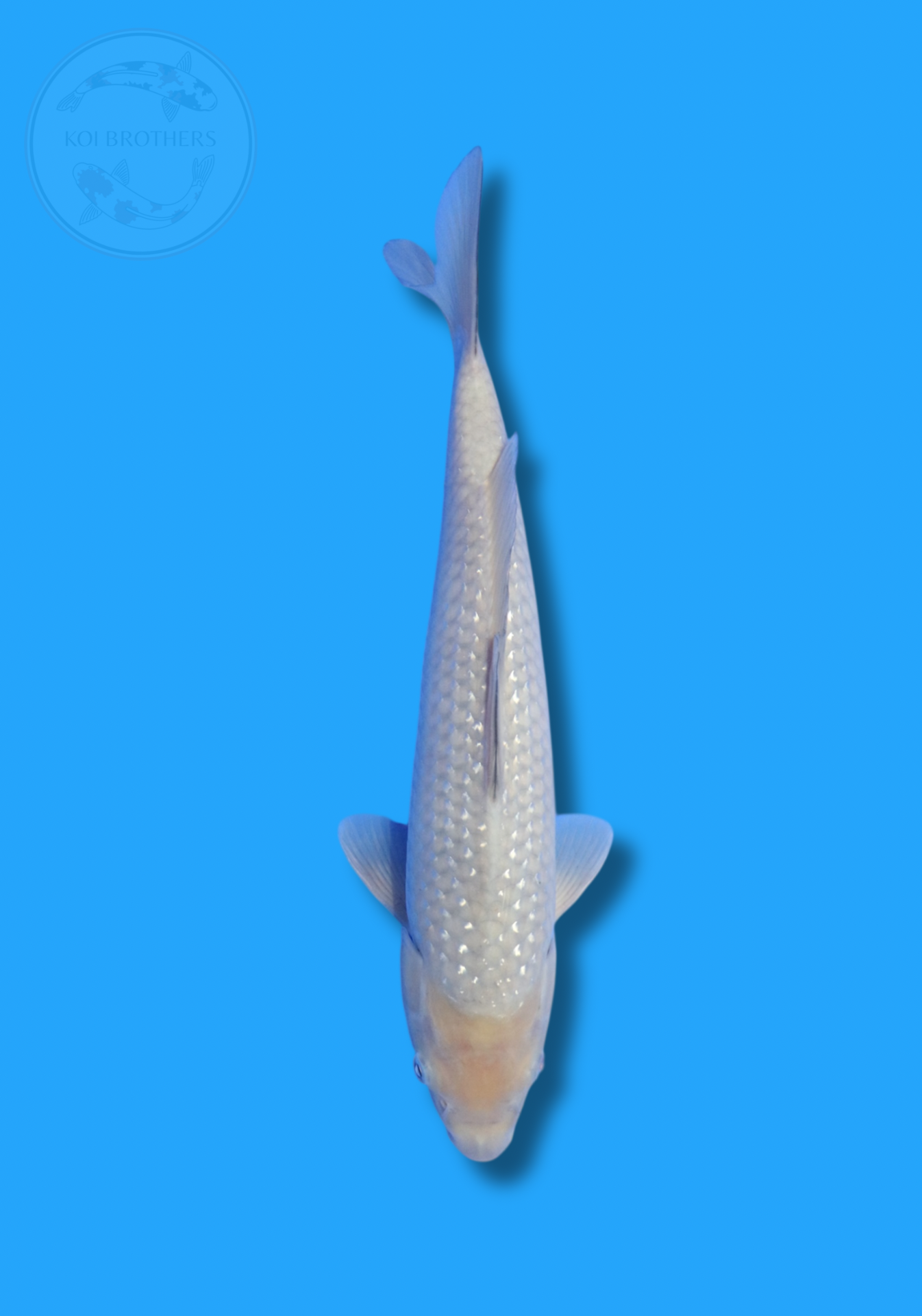 Pearl Ginrin Soragoi