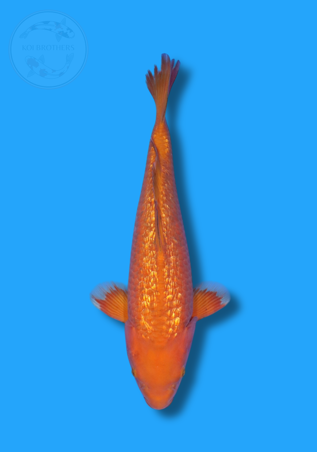 Ginrin Chagoi Chocolat