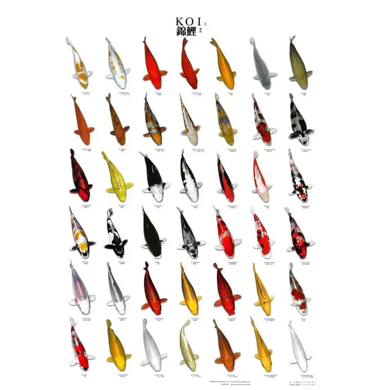 Poster Koi Numéro 2 Plastifié 60 x 98 cm KOI PRO