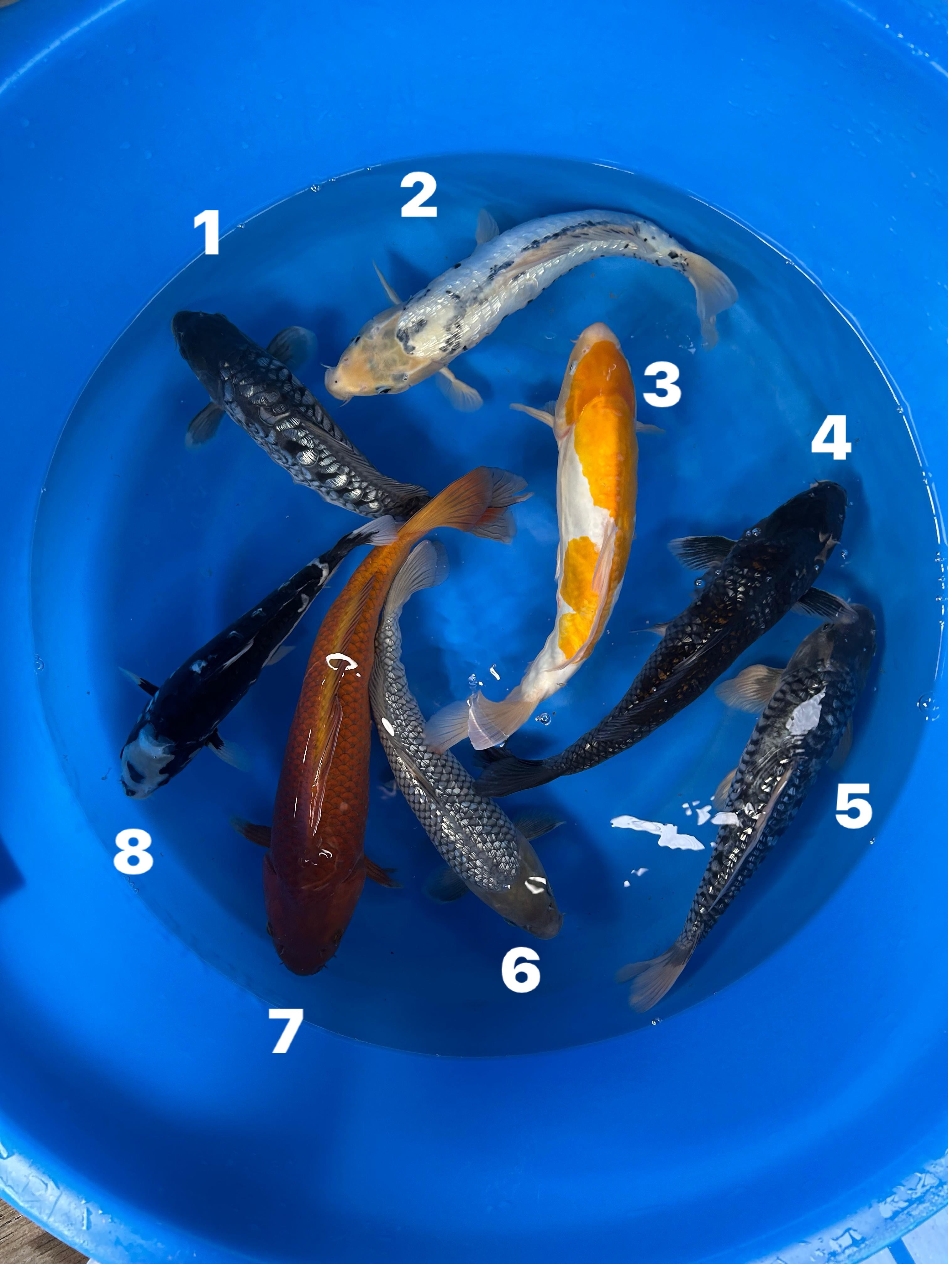 NISAI MIX