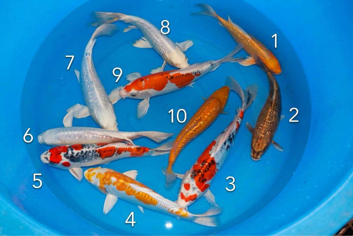 Nisai Mix Yamasan 1