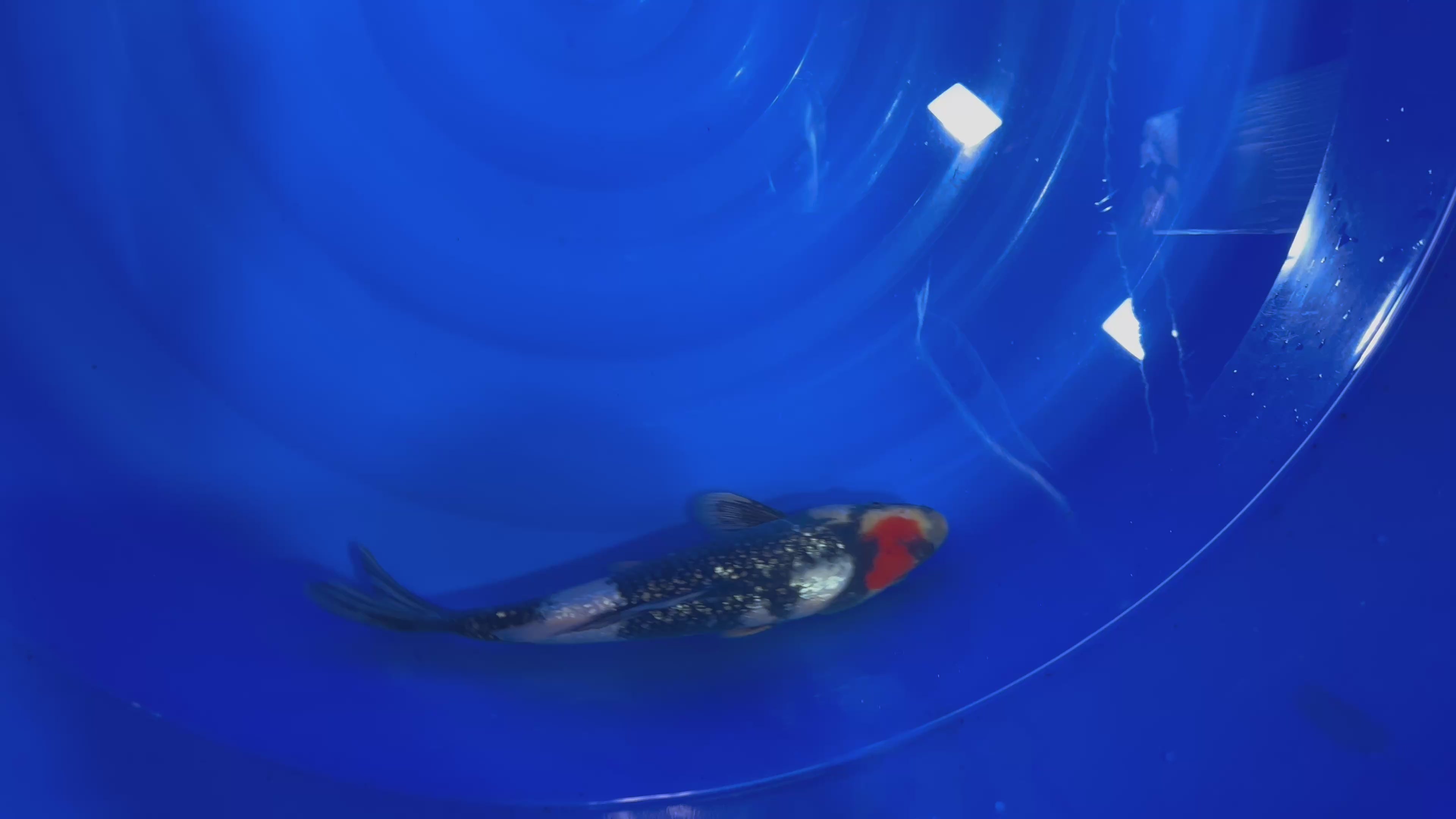 Ginrin Tancho Showa 2