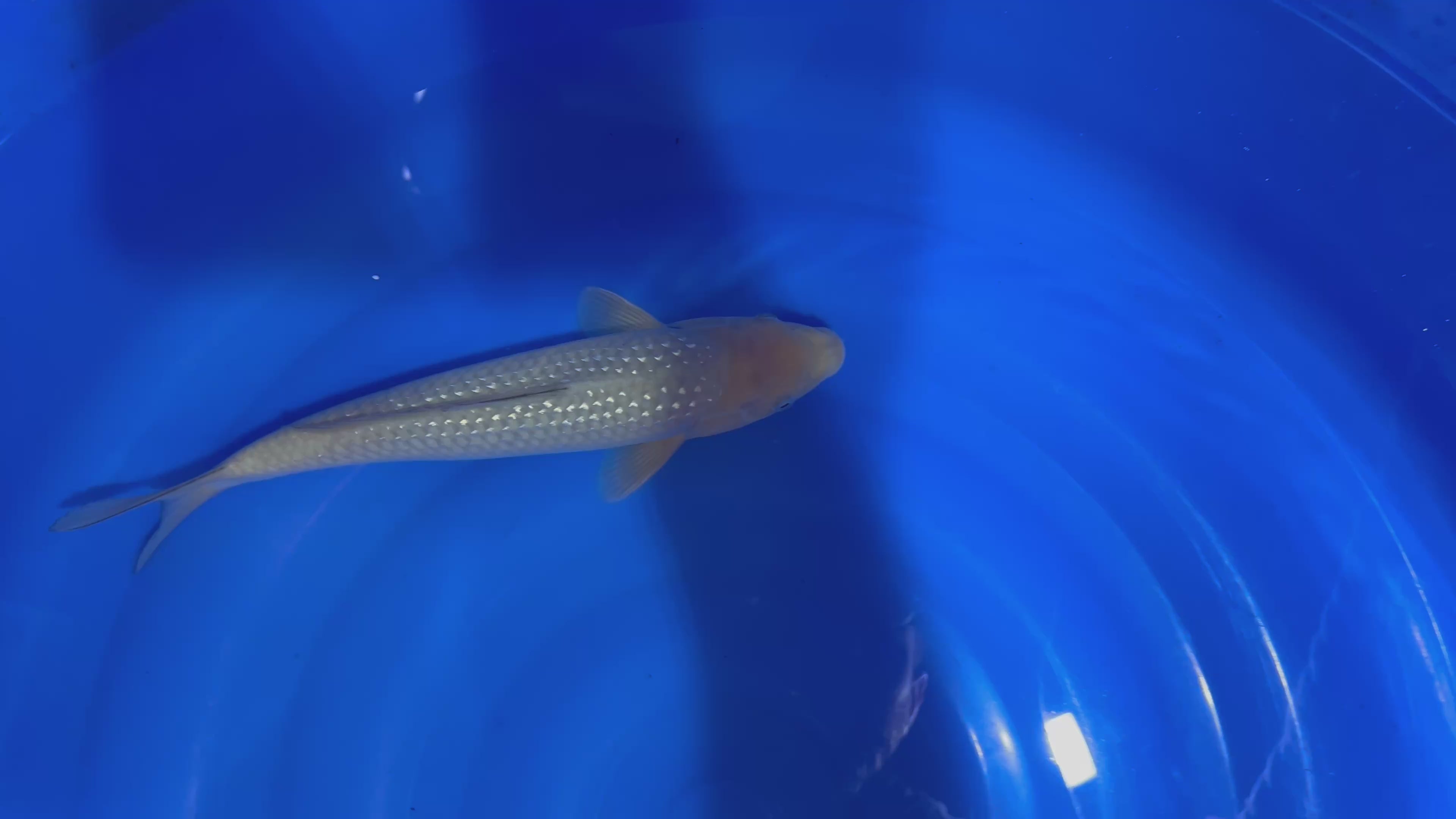 Pearl Ginrin Soragoi 2