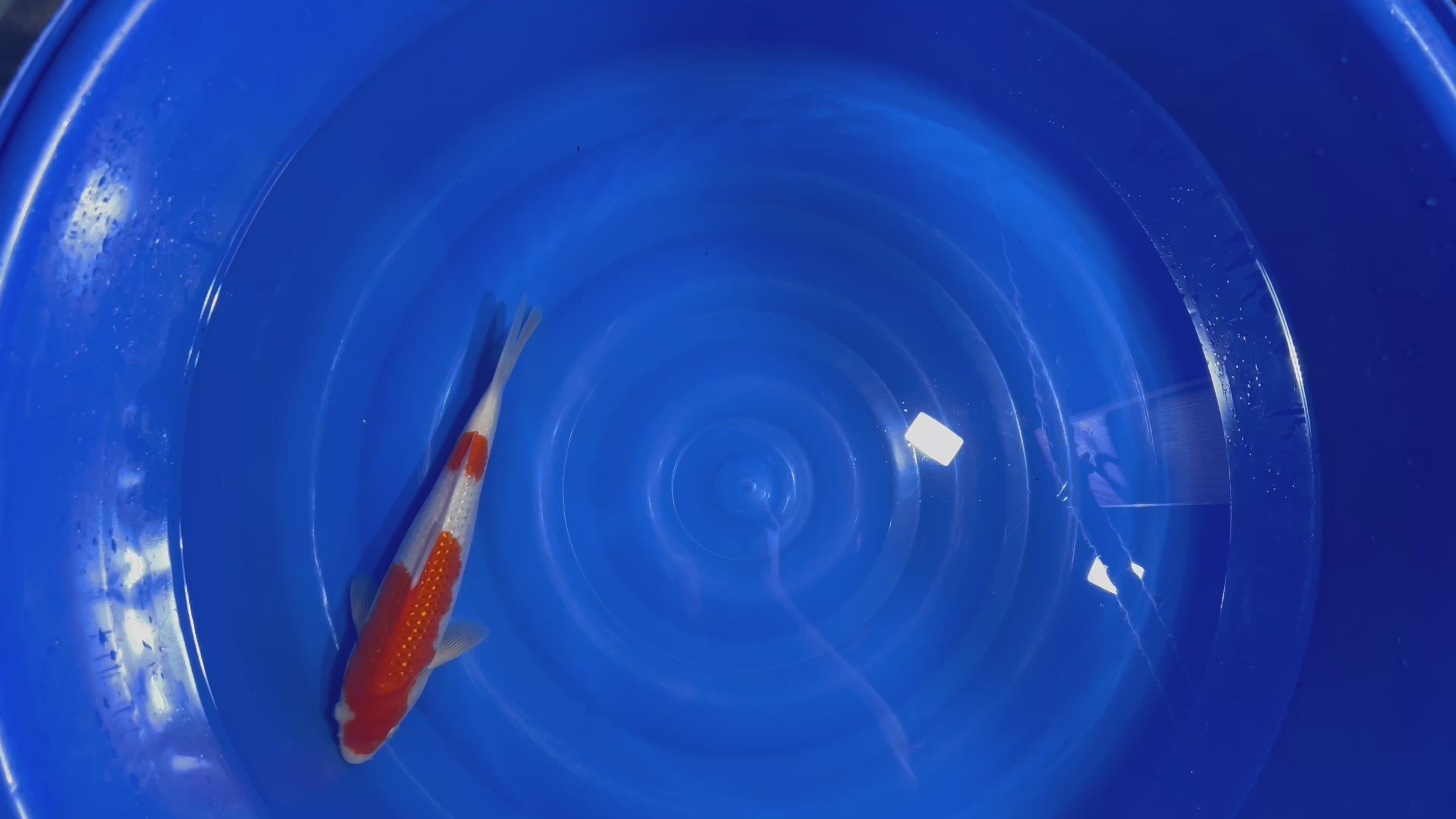 Pearl Ginrin Kohaku 2