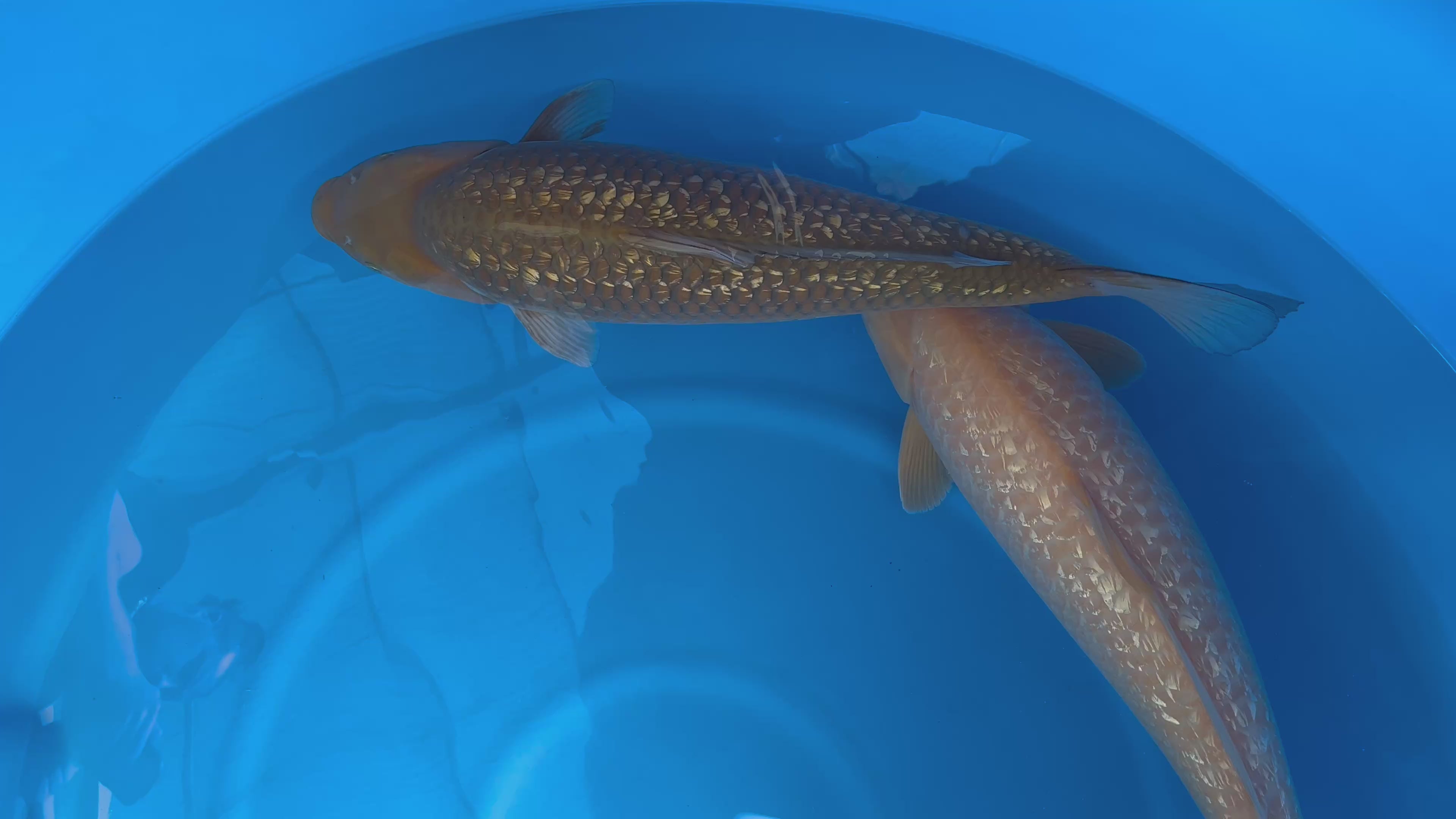 SANSAI GINRIN KARASHIGOI 2