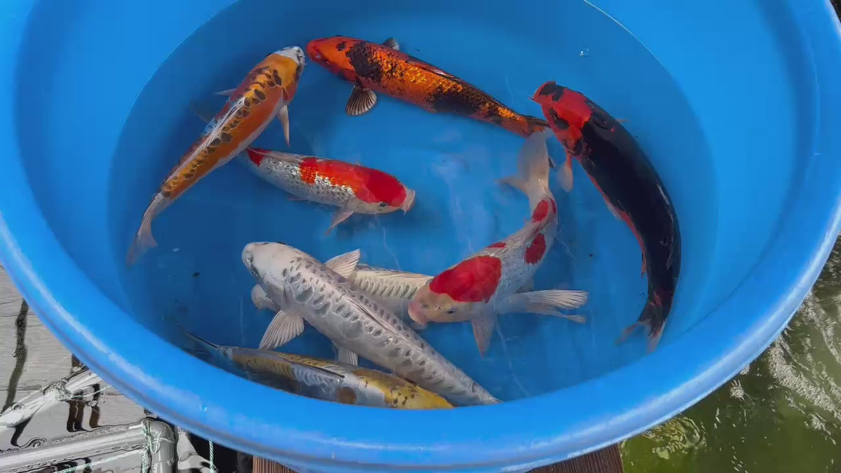 Nisai Mix Ozumi Ikarashi