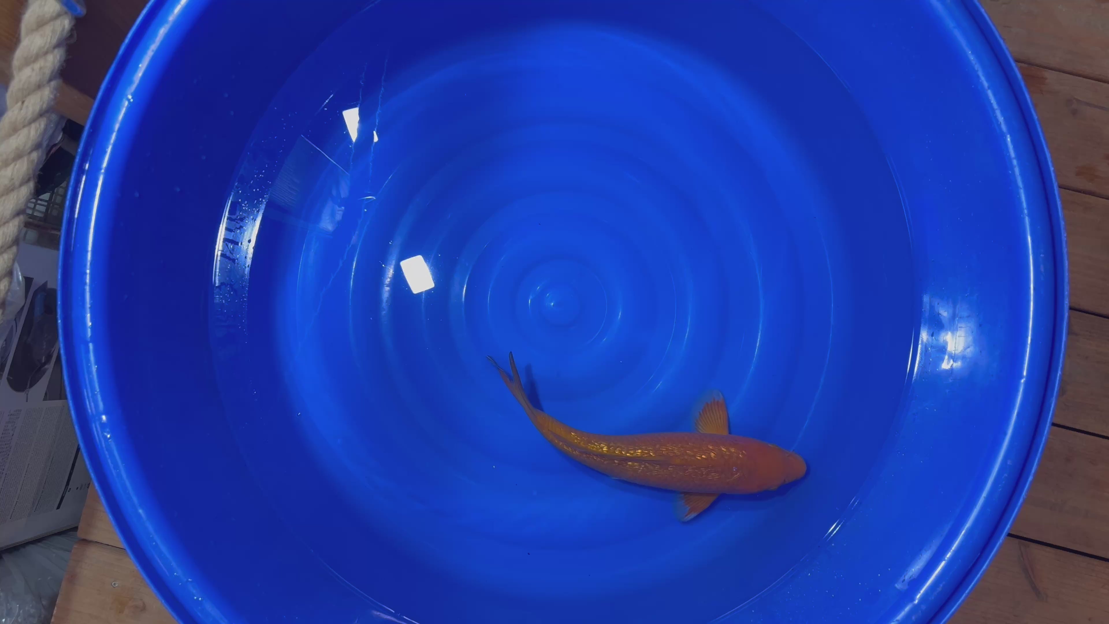 Ginrin Chagoi Chocolat 2