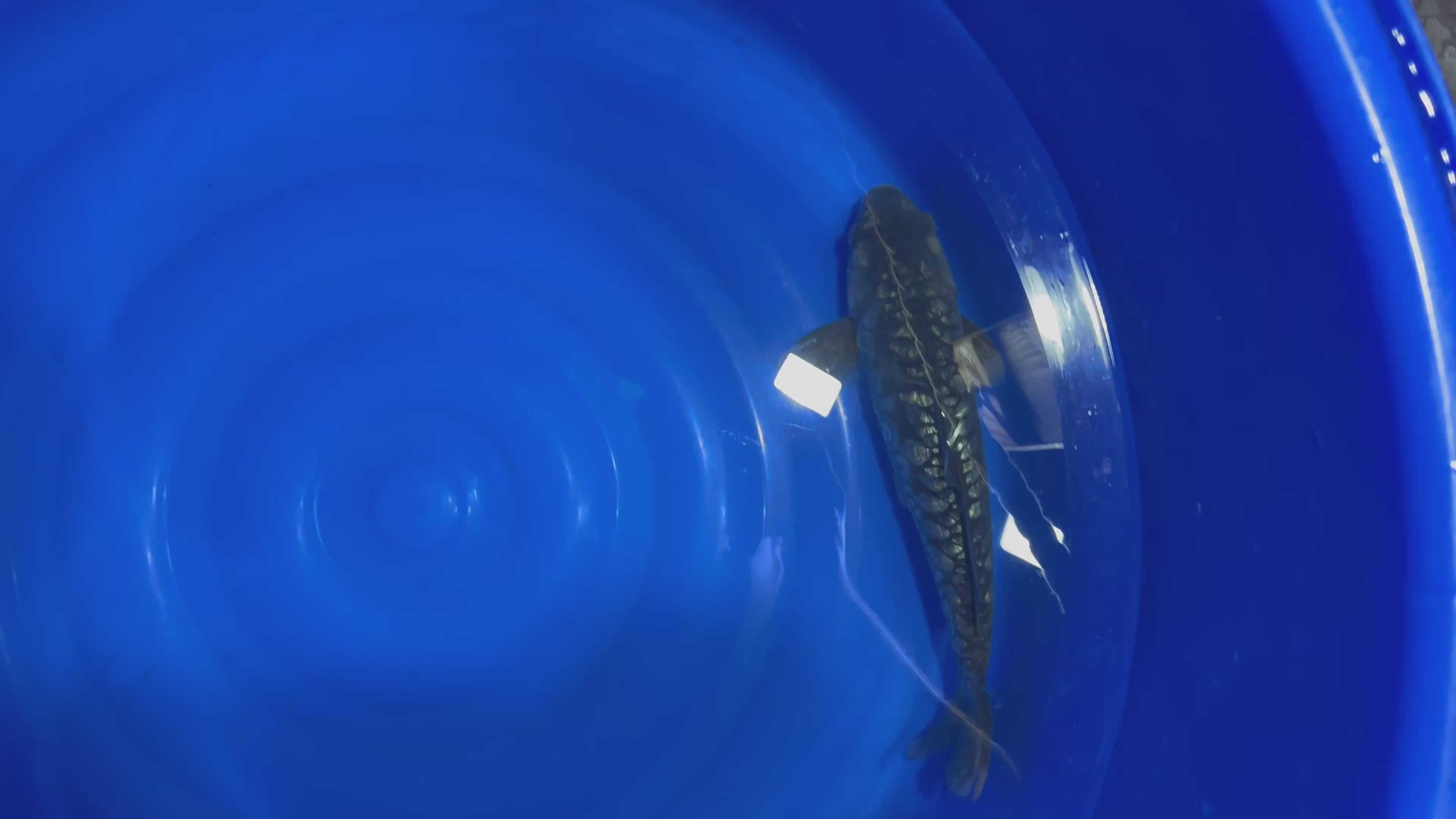 Ginrin Doitsu Aragoke 2