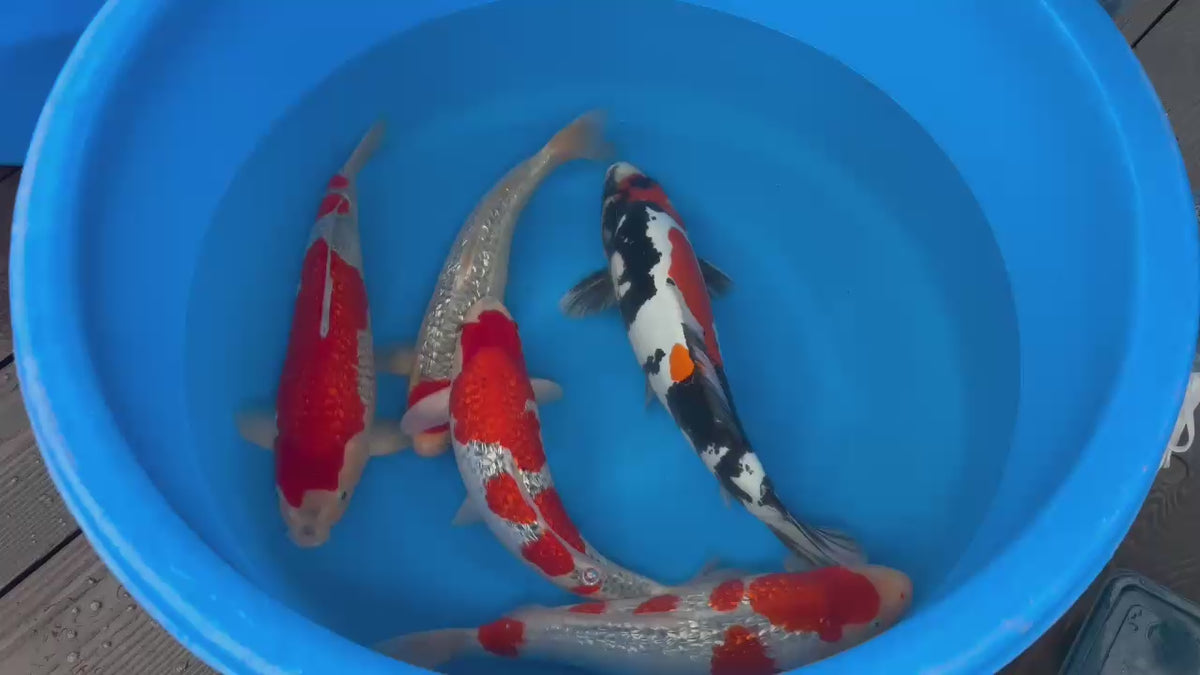 NISAI MIX HIROI