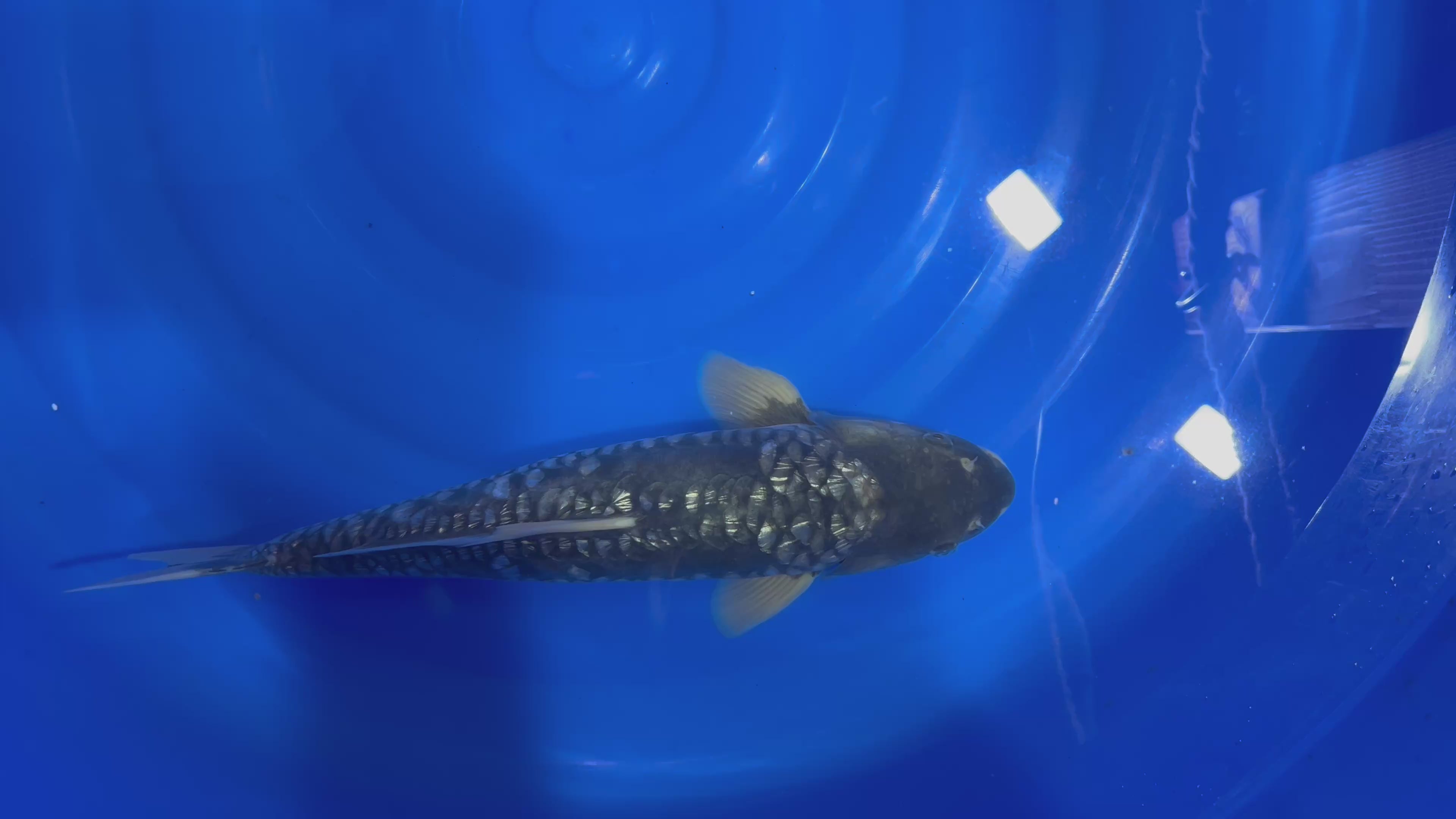 Doitsu Ginrin Aragoke 2